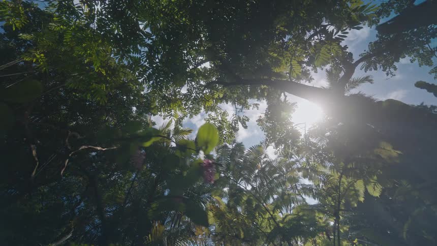 Dense tropical forest canopy with sunlight filtering through lush foliage