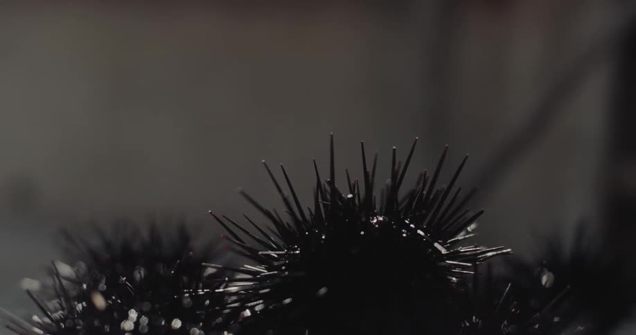 Black sea urchins with long glossy spines in sharp focus against blurred background