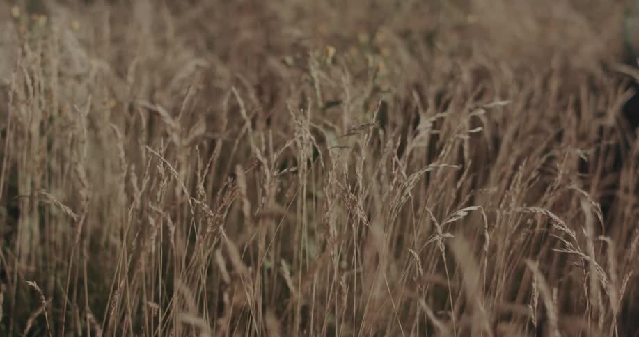 Wind is blowing the tall grass