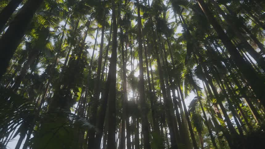 Sunlight shines through palm trees in a tropical forest