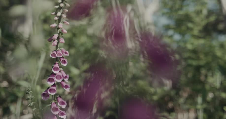 Sunlight shines on foxglove flowers as they move in the breeze