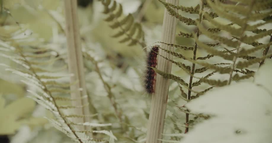 Dark caterpillar attached to a stem among fern leaves