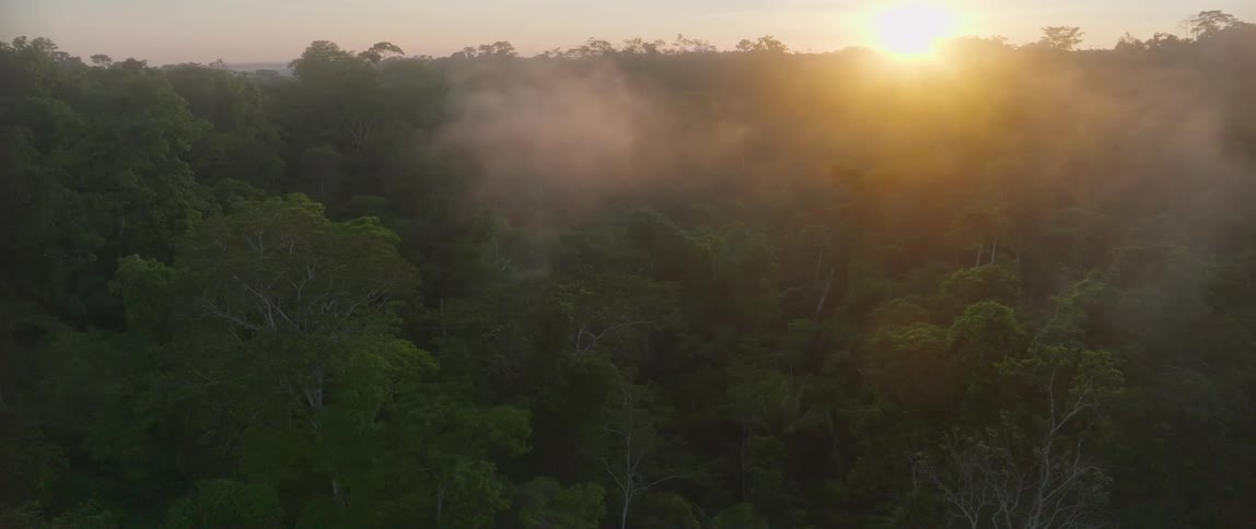 Aerial view moving over treetops in a forest as the sun shines on the horizon