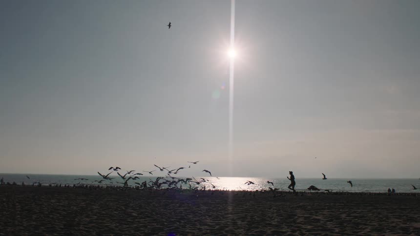 Flock of seagulls on the beach and flying as a woman runs along the coast