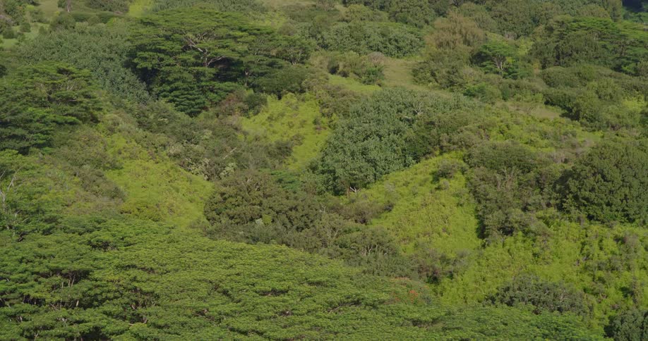 Aerial view of a dense green forest blanketing rolling hills in a tropical mountain landscape