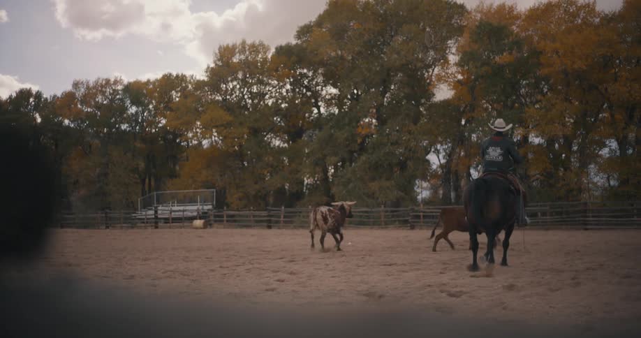 Two cowboys riding on horses herd two bovines on an autumn day
