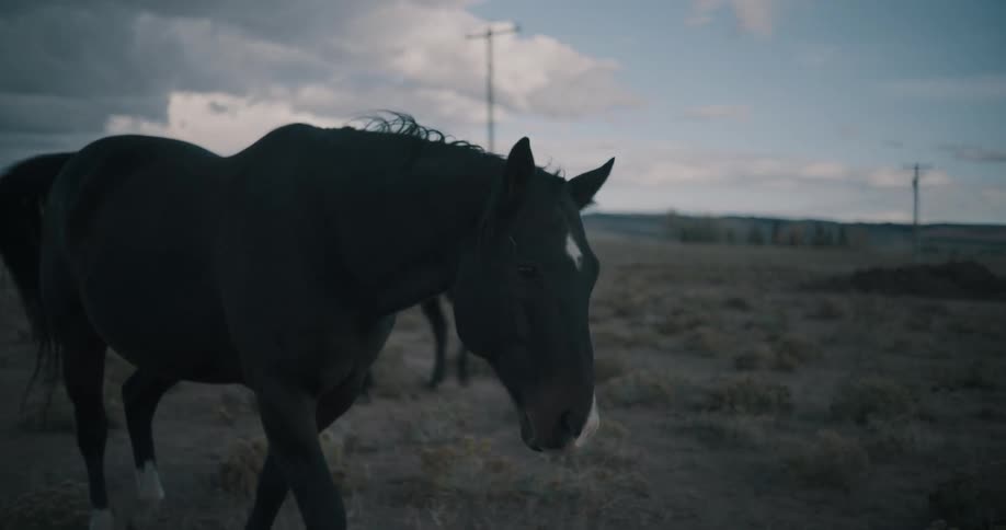 Two black colt horses walking across a ranch on a cloudy day