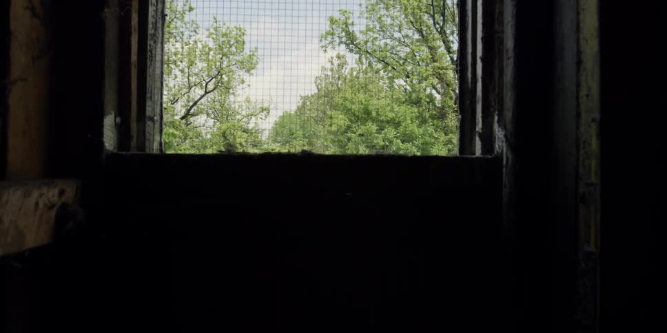 Looking through a screen door at trees
