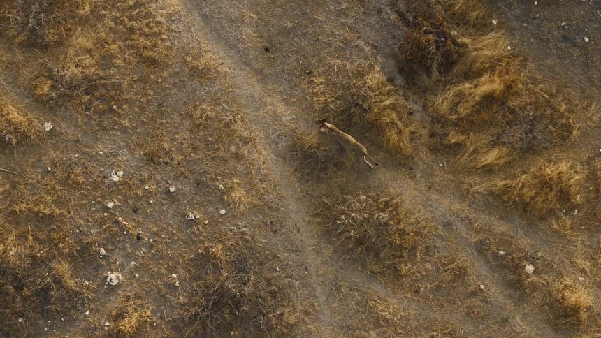 Lone lioness crossing the savannah on arid ground