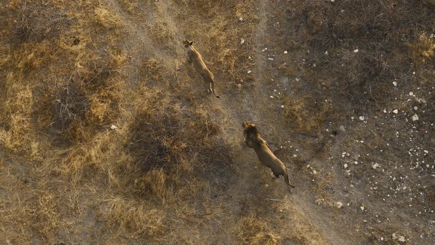 From an overhead perspective a male lion with a prominent mane and a lioness walk steadily across a parched sundrenched landscape following narrow dirt paths carved through the dry golden vegetation