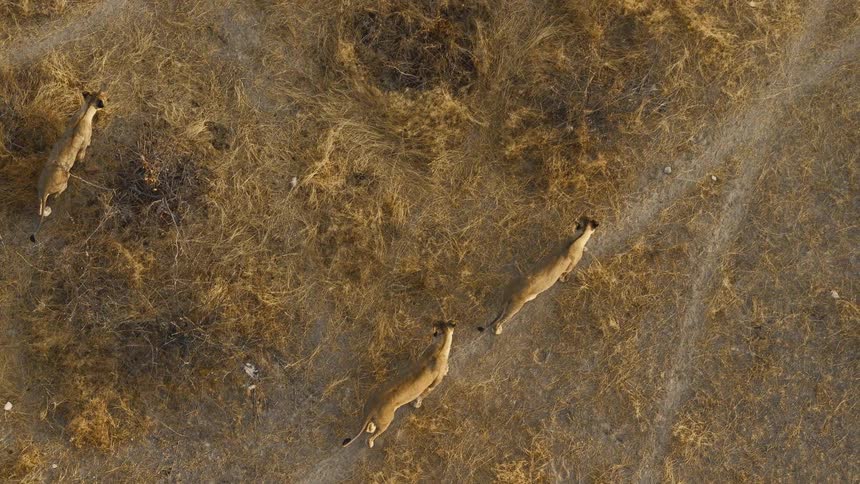 Aerial view of big cats as female lions walk across dry land
