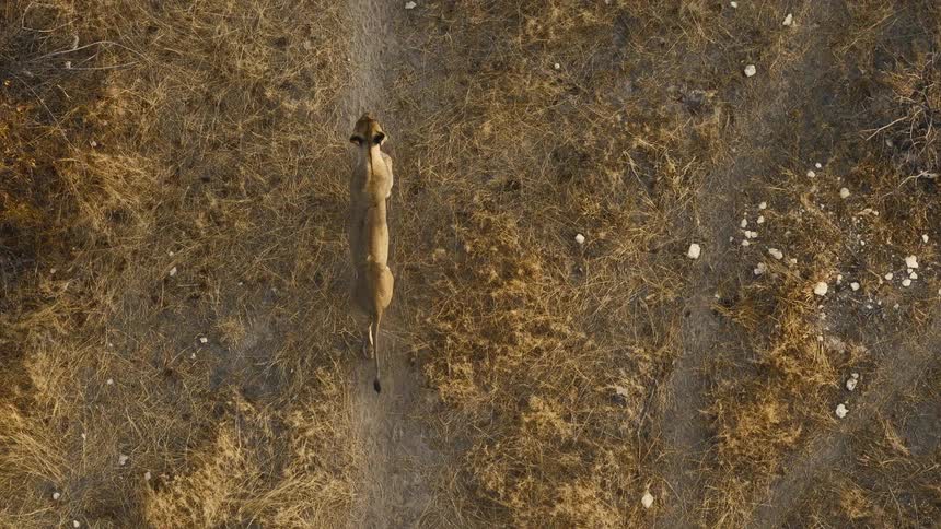 A lioness walks steadily along a narrow dirt path cutting through a field of dry golden grasscaptured from a topdown aerial perspective the scene highlights the animals rhythmic movement as it navigates the parched landscape