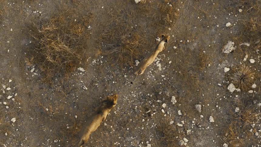 Lions walk across arid ground seen from above
