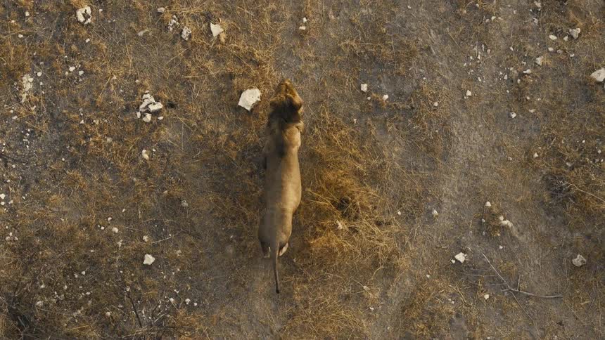 An overhead birdseye view captures a single male lion with a thick mane as he walks steadily across a dry rocky desert landscape covered in patches of parched yellow grass during the day