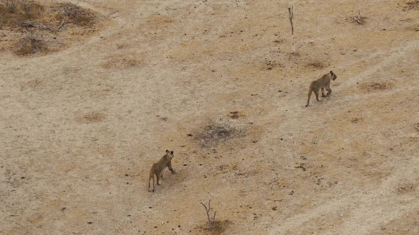 Aerial view of female lions walking across dry land