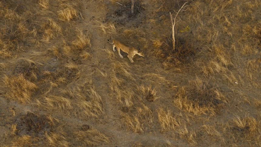 A lioness walks across a landscape of dry grass and scattered bushes in a high aerial view during the day