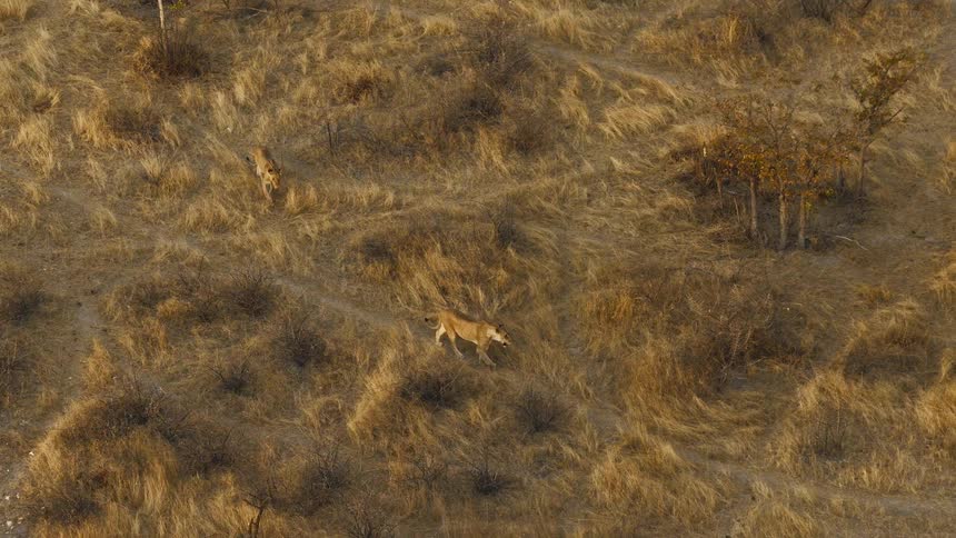 Two lions walking on a field outdoors during dusk or dawn
