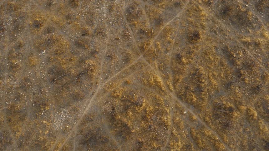 Animals walking along intertwined trails in arid terrain with sparse vegetation