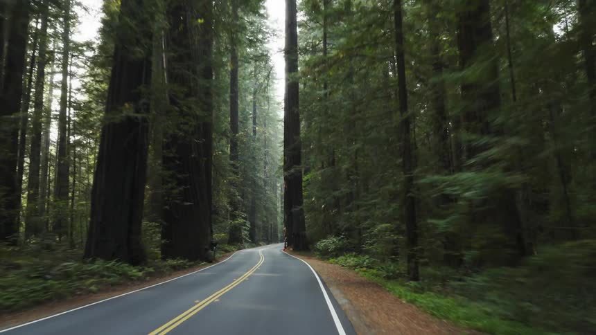 Tall forest trees line a paved road