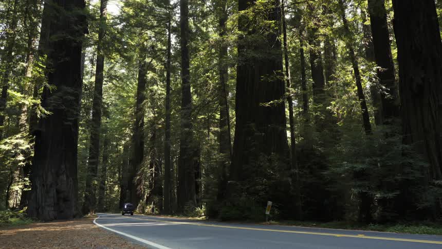 A van drives on a road in the woods