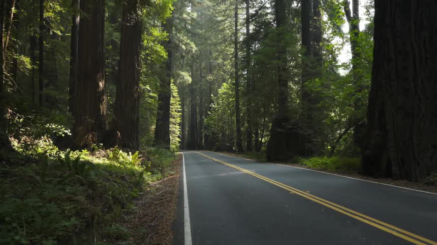 Tall forest trees line a paved road