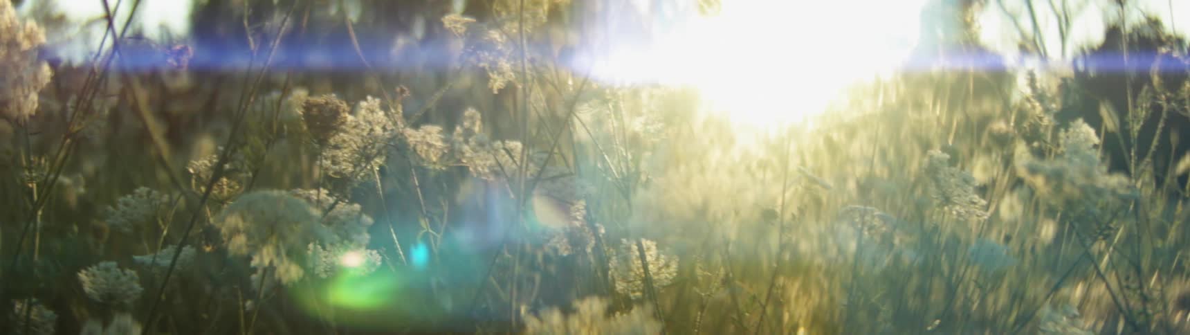The white flowers blow in the wind