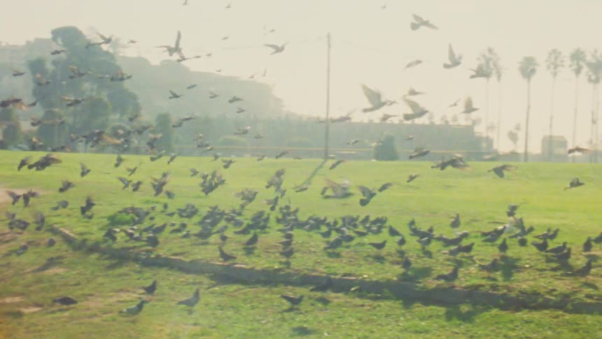 A view of some birds flying outdoors