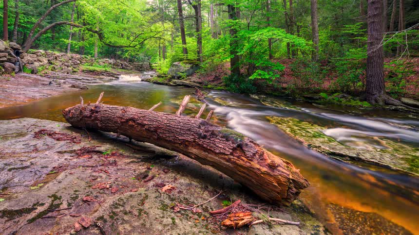 A river flowing in a forest