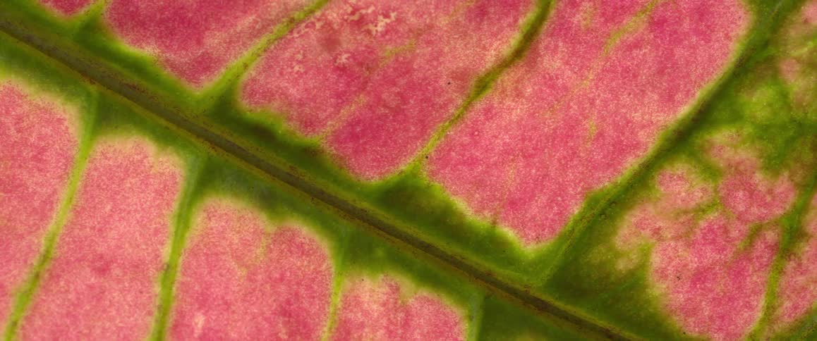 Close up of the colored leaf of a coleus plant