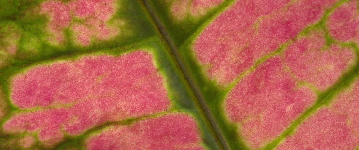 A close up of something pink with a green outline