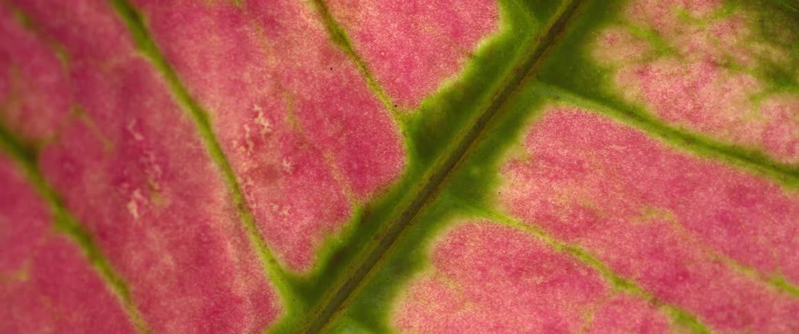 The leaf has multiple colors