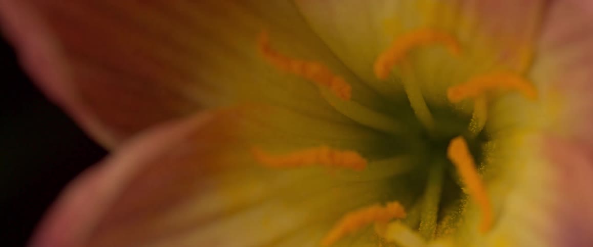 Light flashes on the flower