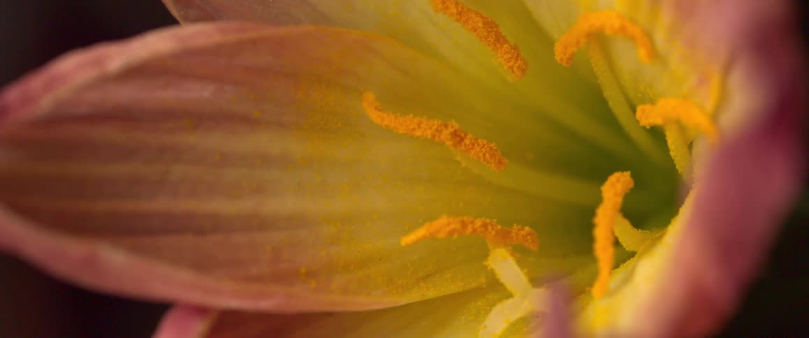 Pink and yellow flower outdoors during day time