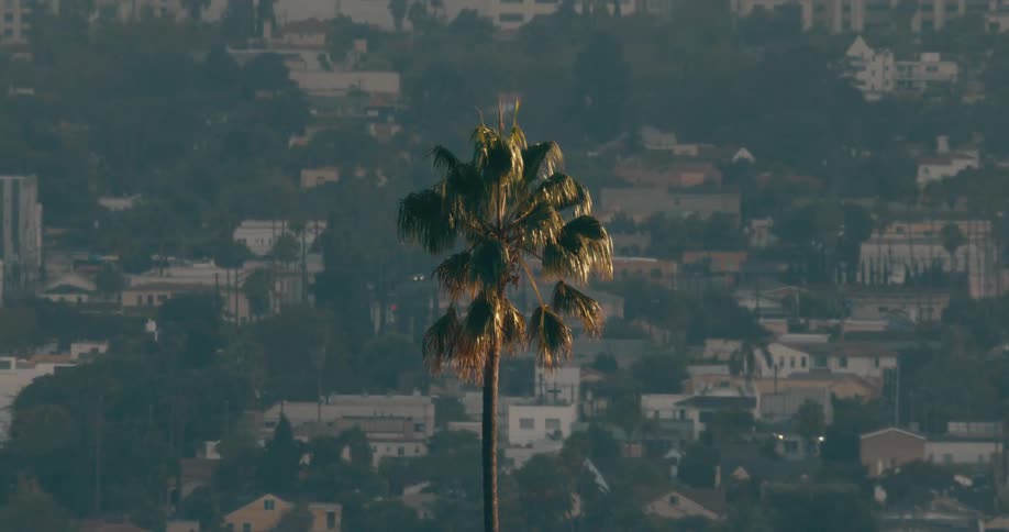 Palm tree on top of a hill on a suburban neighborhood next to a metropolitan area with a mountain on the background outdoors during dusk or dawn