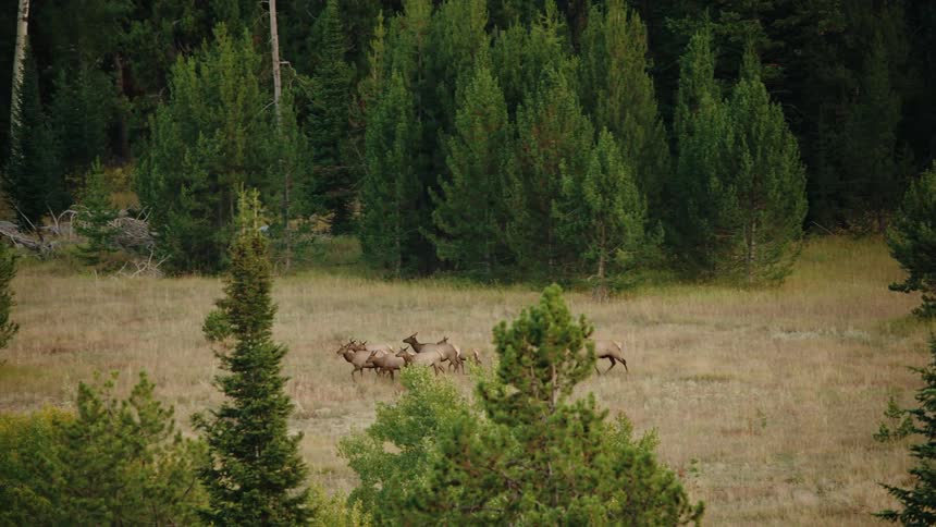 The herd of elk run past the trees
