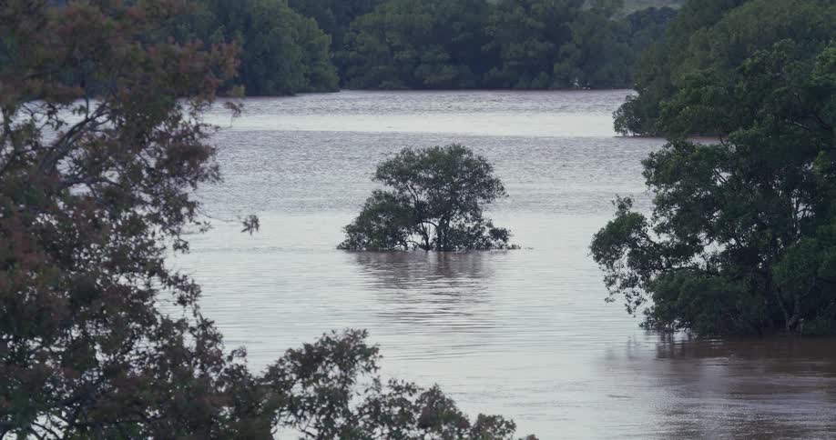 A flooded river at midday flows between rows of trees with one tree standing in the middle its trunk partially submerged by the rising water