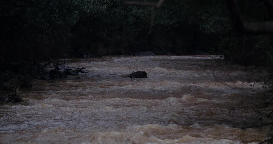 A muddy river rages through a dark forest its powerful current churning violently after a heavy storm
