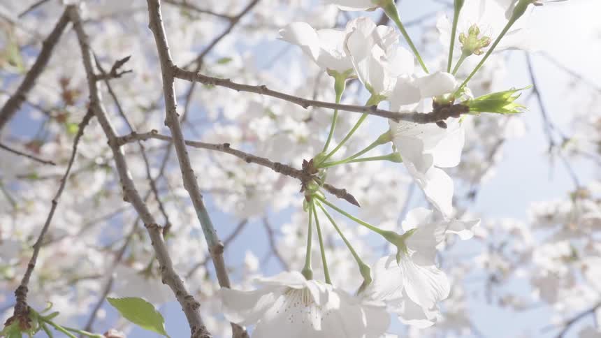 Sunlight shines on cherry blossoms blooming on a tree