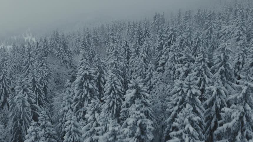 An aerial view flies over the treetops of a dense snowcovered forest partially obscured by a thick and moody fog