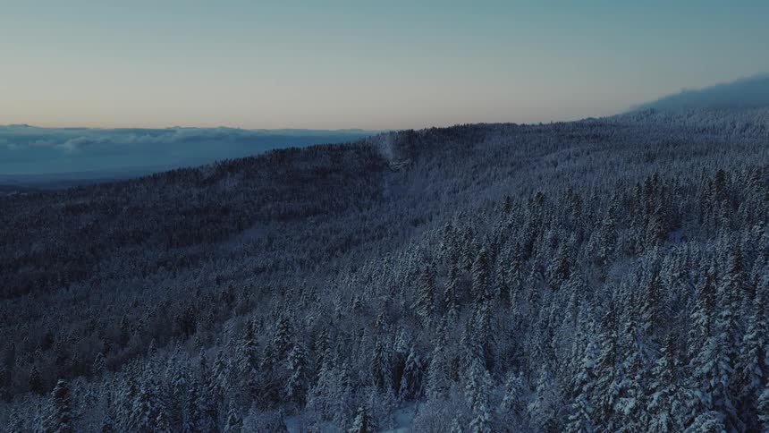 Snow covered trees on forested mountains