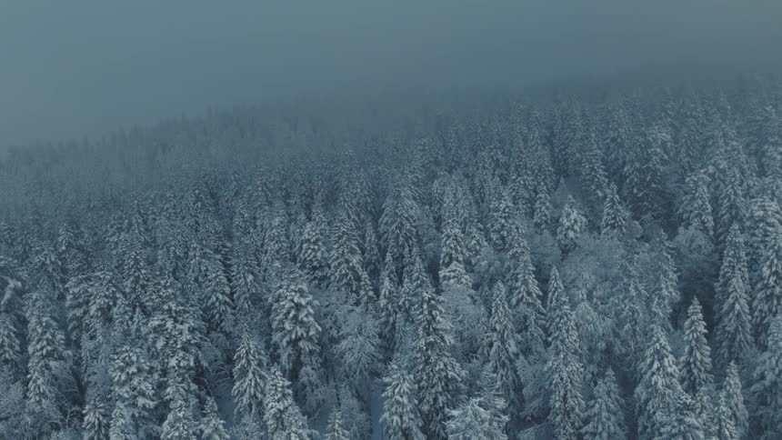 Heavy fog is covering the white forest during the day
