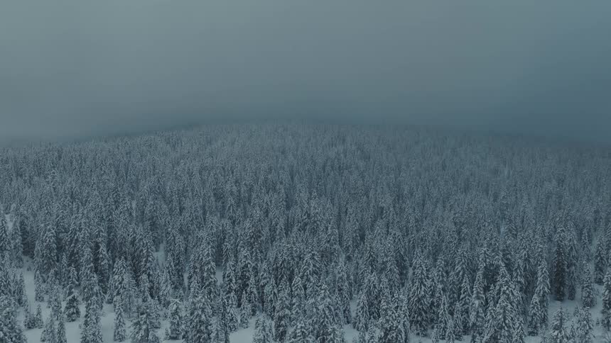 A breathtaking aerial view moves forward and upward over a vast endless forest of snowcovered trees gradually disappearing into the thick moody fog