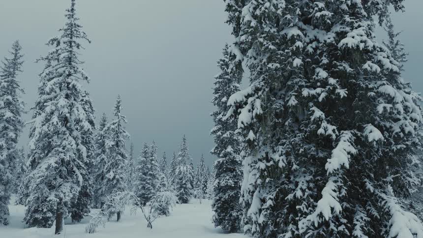 Forest of snow covered trees on a winter day