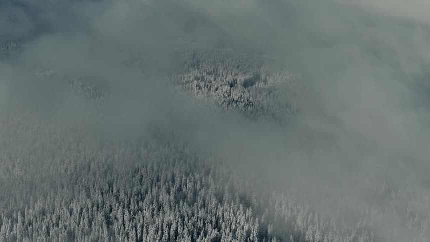 An aerial view drifts through thick rolling clouds revealing a vast endless forest of snowcovered trees below