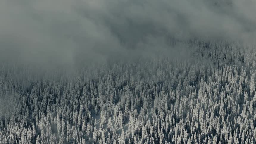 Frozen trees in a forest partially covered by mist outdoors during day time