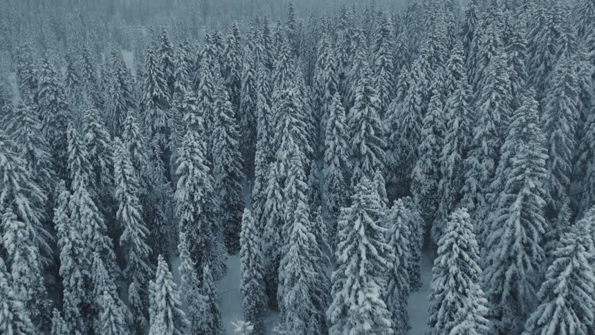 An aerial view of a forest covered in snow