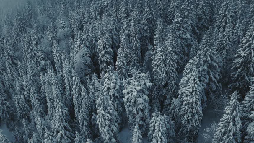 Trees covered in snow and ice on an arctic forest outdoors during day time