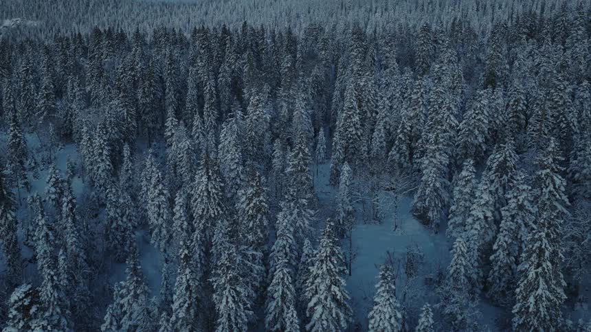 A snowy forest landscape on a winter day the trees fully covered in white snow as the cold