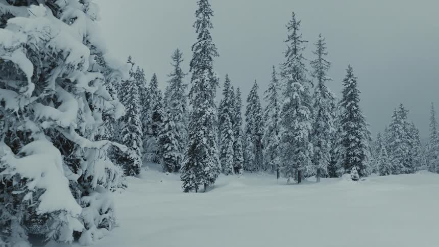 Snow and frost covers the forest ground