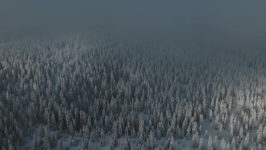 An aerial drone shot pans slowly over a vast dense forest of coniferous trees heavily blanketed in white snow under a thick grey misty sky during a cold winter day